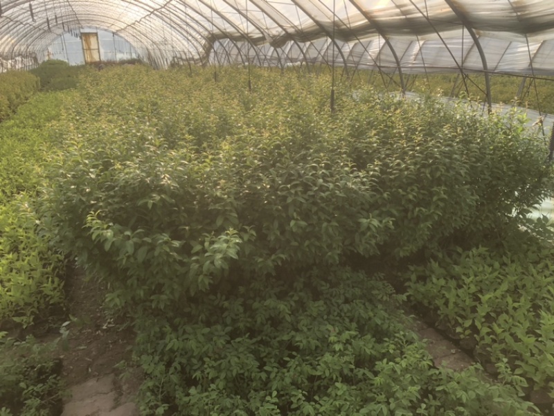 辽宁开原耐寒蔷薇小苗杯苗工程苗繁育基地