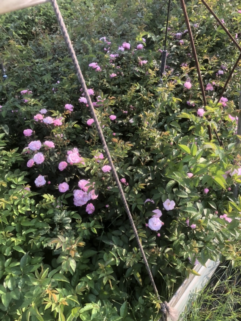 辽宁开原耐寒蔷薇小苗杯苗工程苗繁育基地