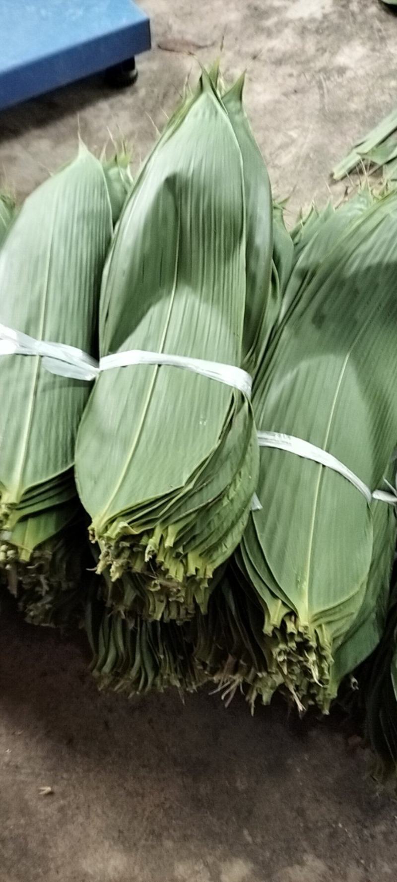 新鲜粽子叶