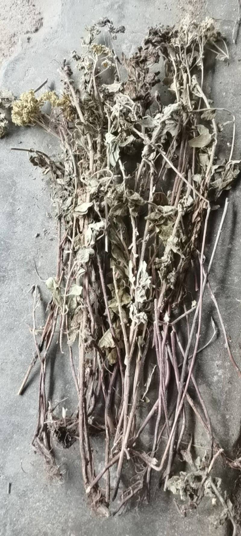 土茵陈，野生品种，产地直供，量大从优！