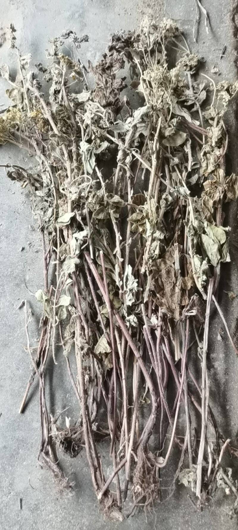 土茵陈，野生品种，产地直供，量大从优！