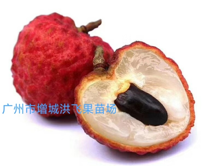 增城市基岗村仙进奉荔枝鲜果，源产地发货顺丰包邮