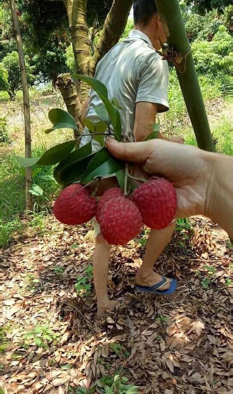 增城市基岗村仙进奉荔枝鲜果，源产地发货顺丰包邮