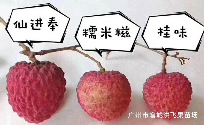 增城市基岗村仙进奉荔枝鲜果，源产地发货顺丰包邮