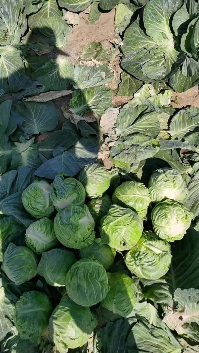 德州甘蓝圆包菜全国发货诚信经营货源充足基地直供