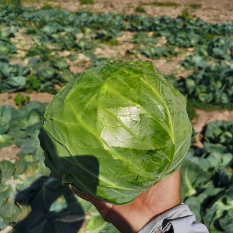 德州甘蓝圆包菜全国发货诚信经营货源充足基地直供