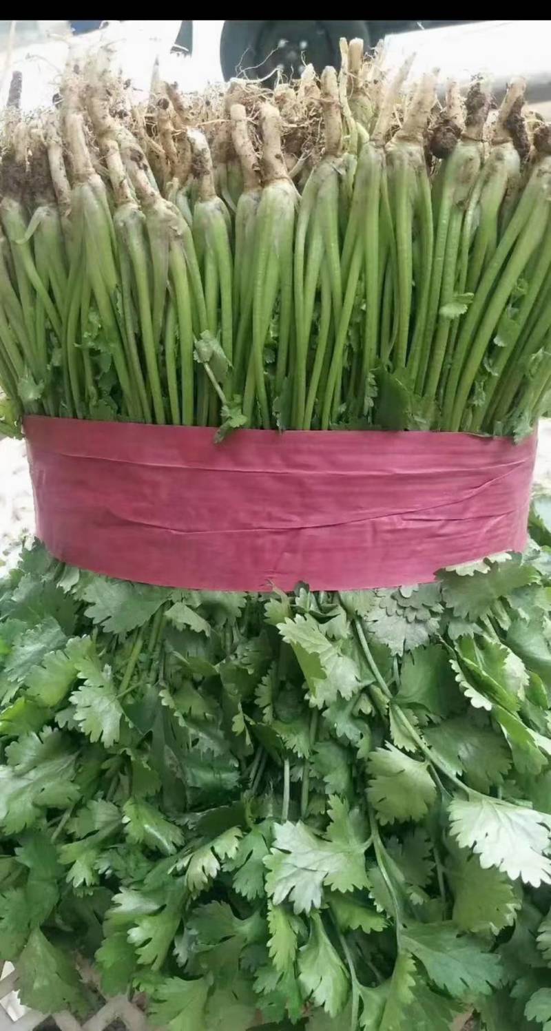长期供应小葱，香菜，菠菜