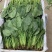 长期供应小葱，香菜，菠菜