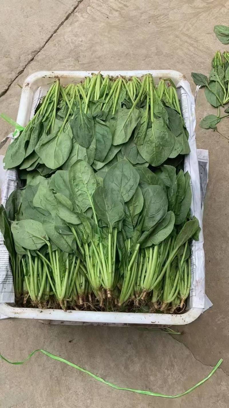 长期供应小葱，香菜，菠菜