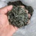绿茶