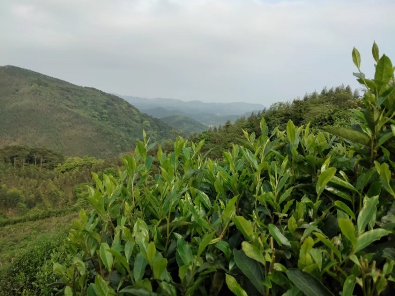 绿茶