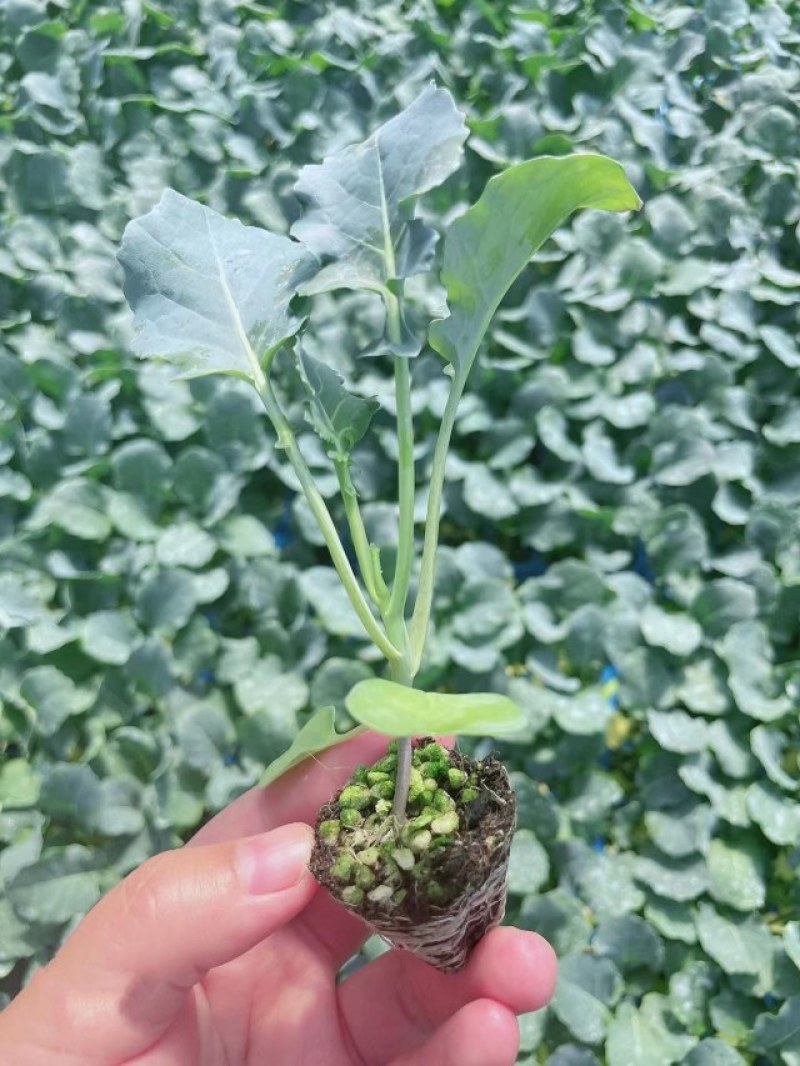 60天花菜苗65天耐热有机菜花苗青梗小米粒有机花菜苗