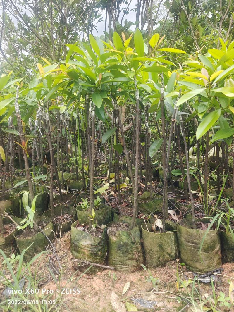 岭南山竹嫁接苗不一样的品种，金黄色的大果哦！