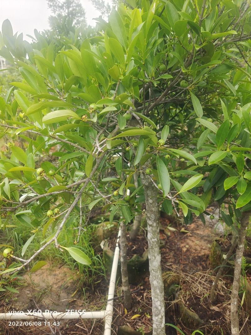 岭南山竹嫁接苗不一样的品种，金黄色的大果哦！