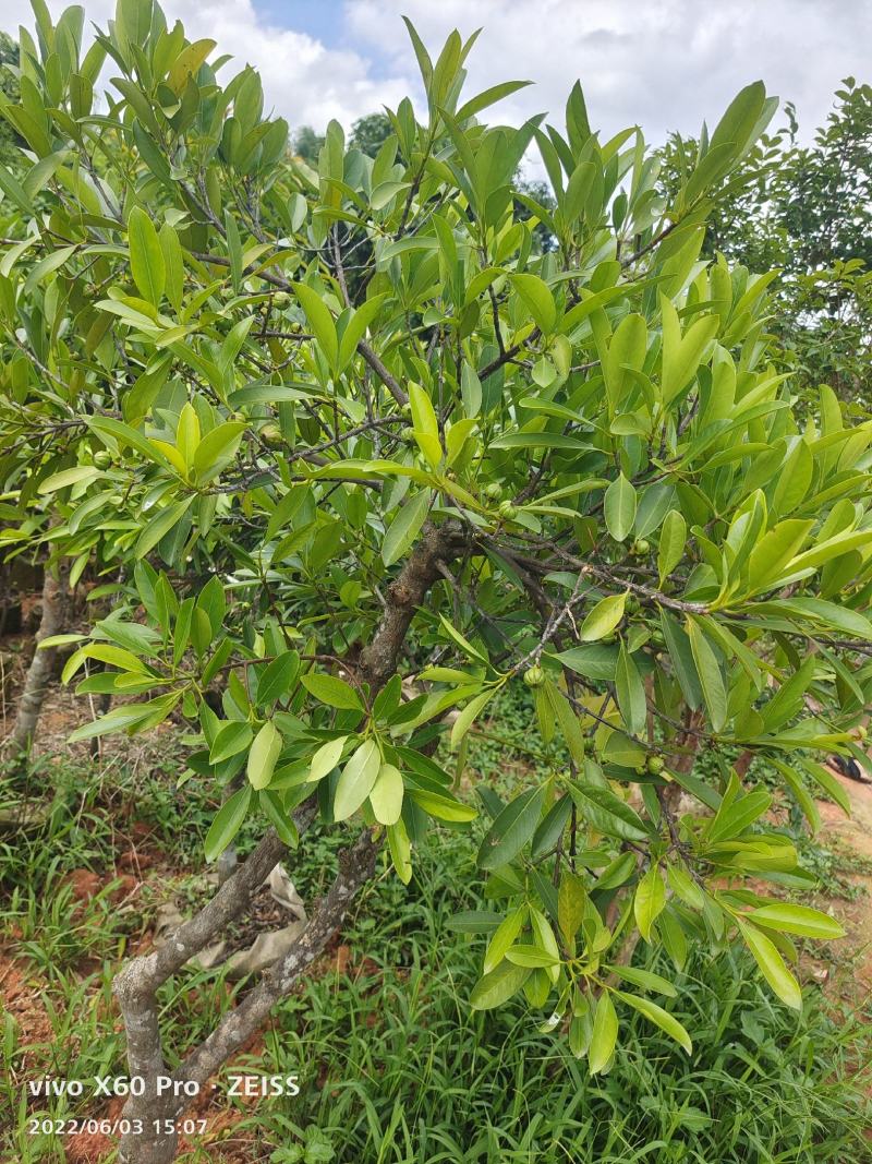 岭南山竹嫁接苗不一样的品种，金黄色的大果哦！