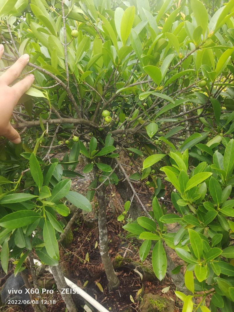 岭南山竹嫁接苗不一样的品种，金黄色的大果哦！