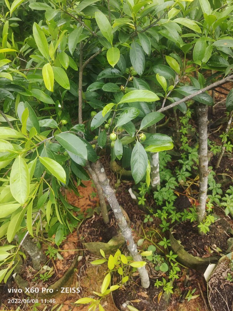 岭南山竹嫁接苗不一样的品种，金黄色的大果哦！