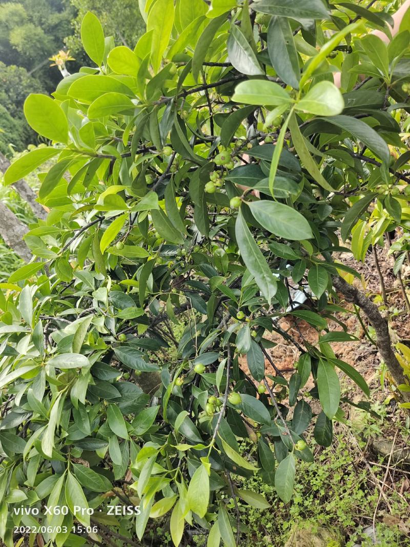 岭南山竹嫁接苗不一样的品种，金黄色的大果哦！