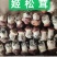 姬松茸（新鲜）不空心，大小均匀，短粗壮，全年有货