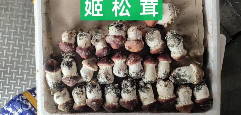 姬松茸（新鲜）不空心，大小均匀，短粗壮，全年有货