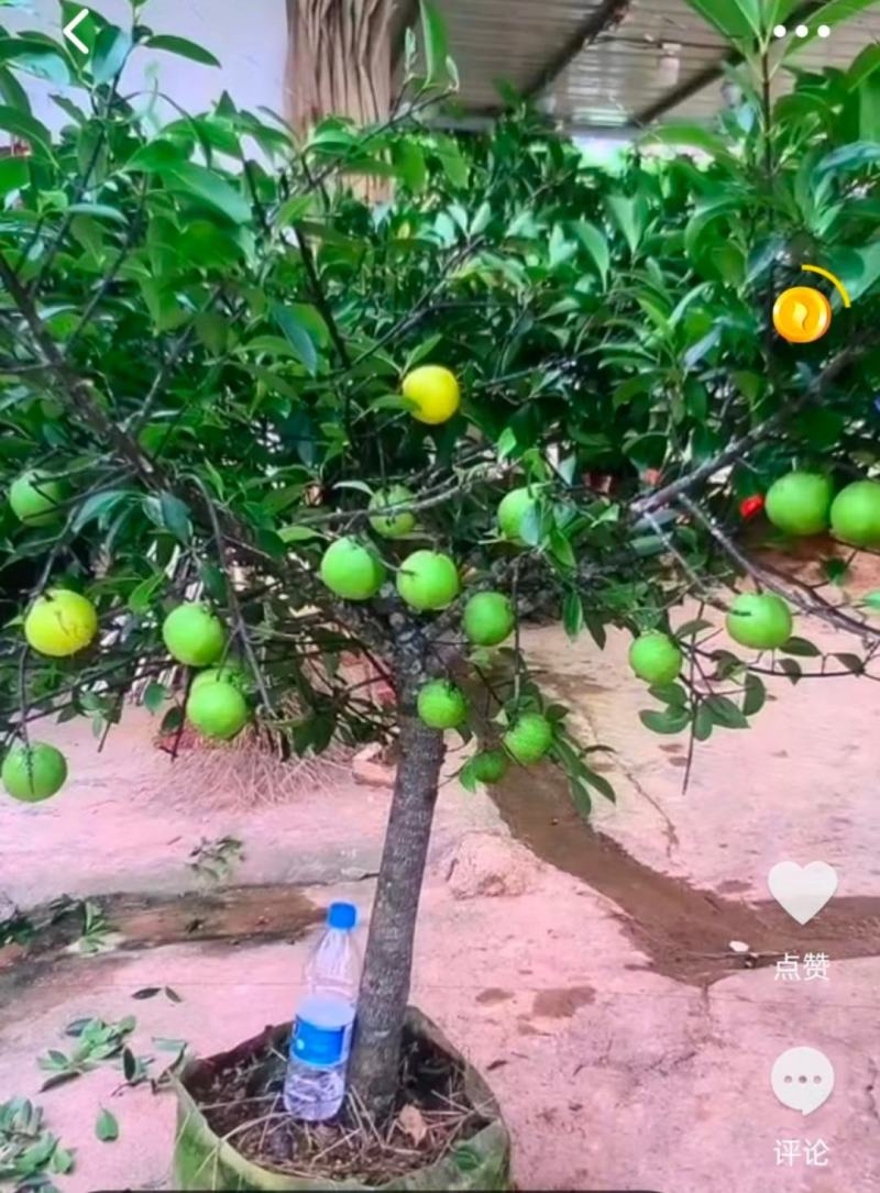 岭南山竹嫁接苗不一样的品种，金黄色的大果哦！