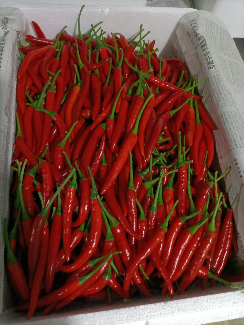 小米椒
