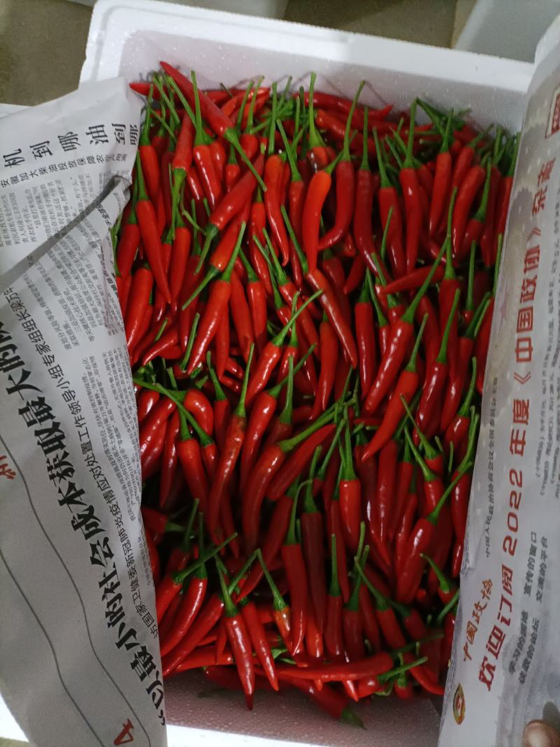 小米椒