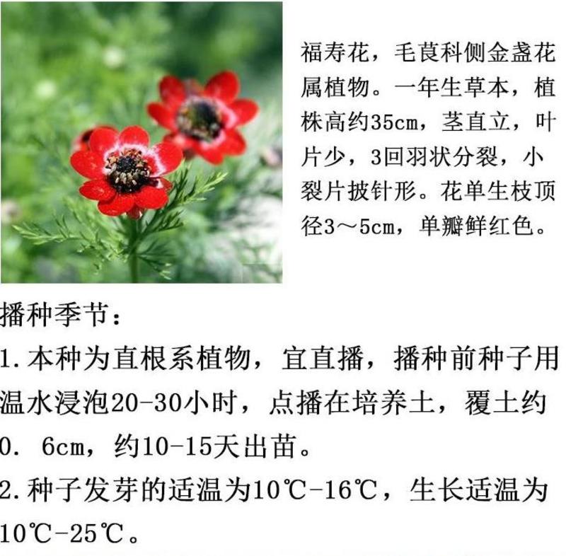 福寿花种子侧金盏花种子园林景观花海花坛花镜四季易种活花卉
