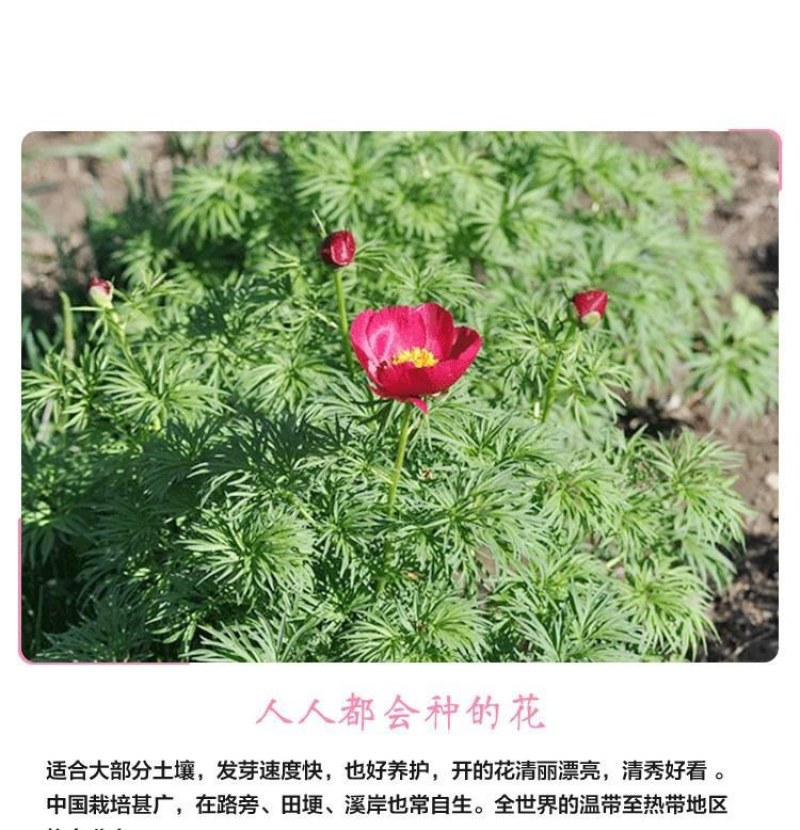 福寿花种子侧金盏花种子园林景观花海花坛花镜四季易种活花卉