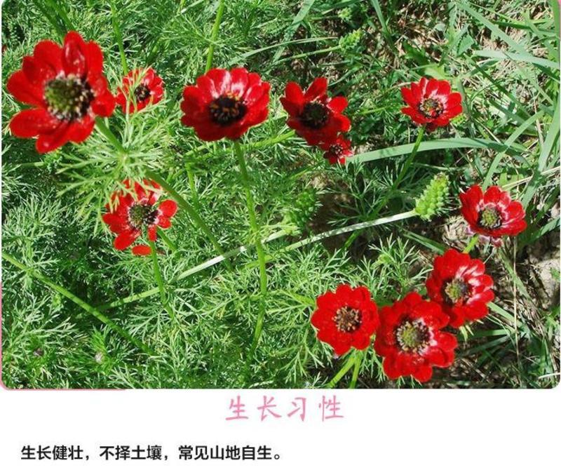 福寿花种子侧金盏花种子园林景观花海花坛花镜四季易种活花卉