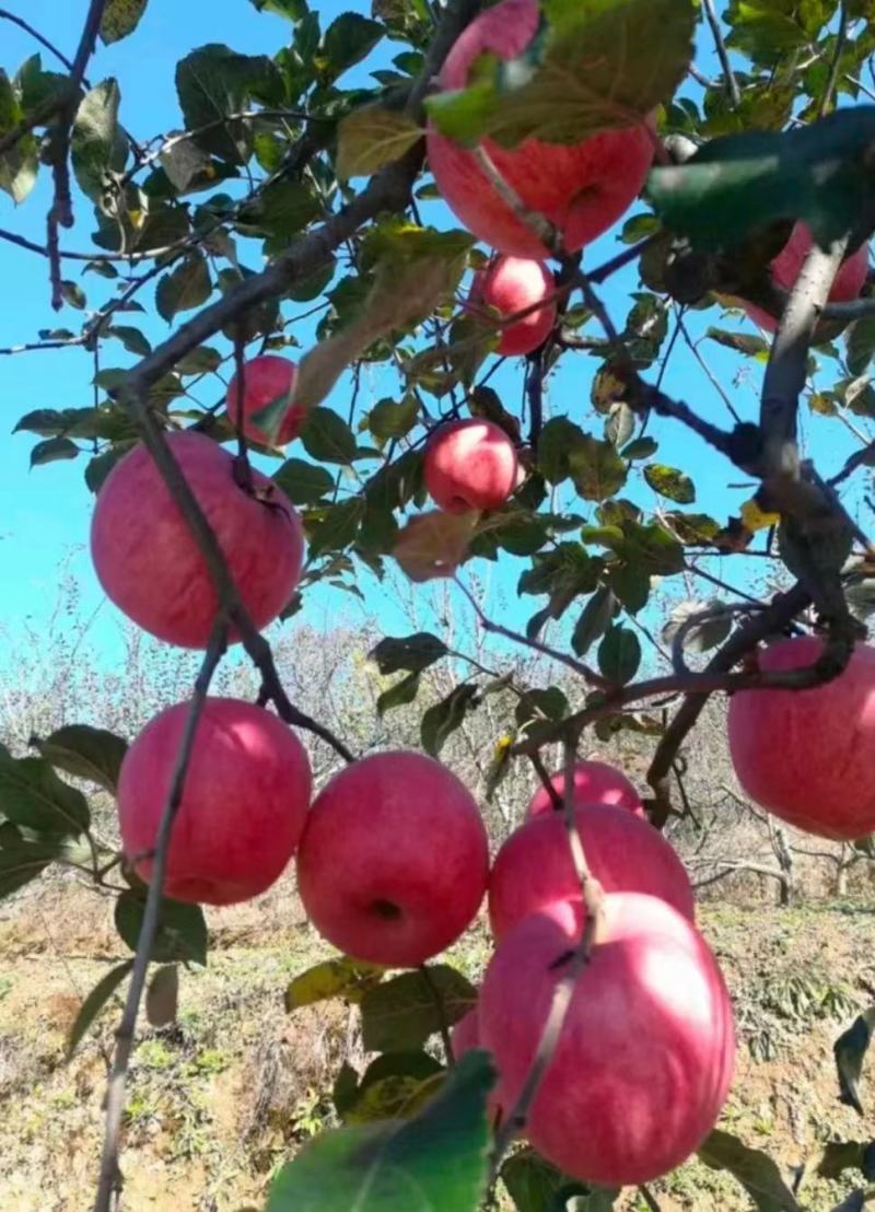 山东冷库纸袋红富士苹果，大量有货保质保量，价格便宜