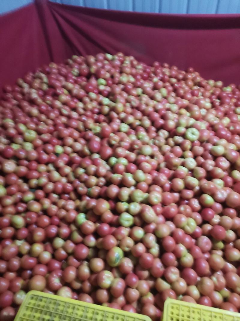 售富硒西红柿硬粉西红柿新鲜无公害蔬菜西红柿一手货源