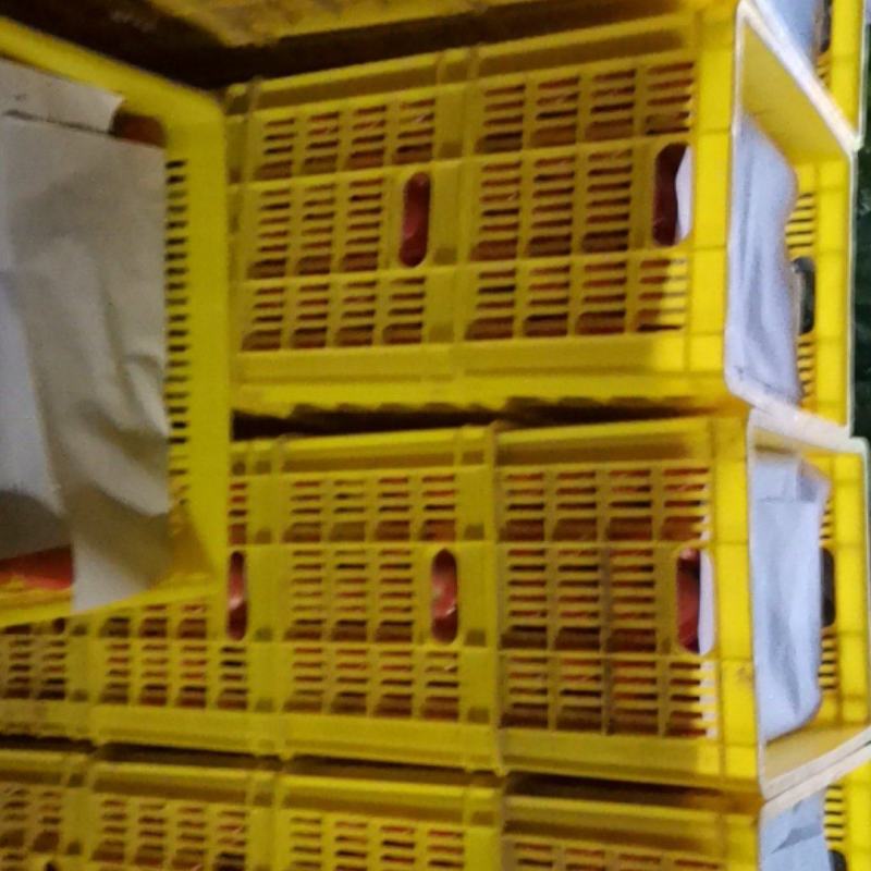 售富硒西红柿硬粉西红柿新鲜无公害蔬菜西红柿一手货源