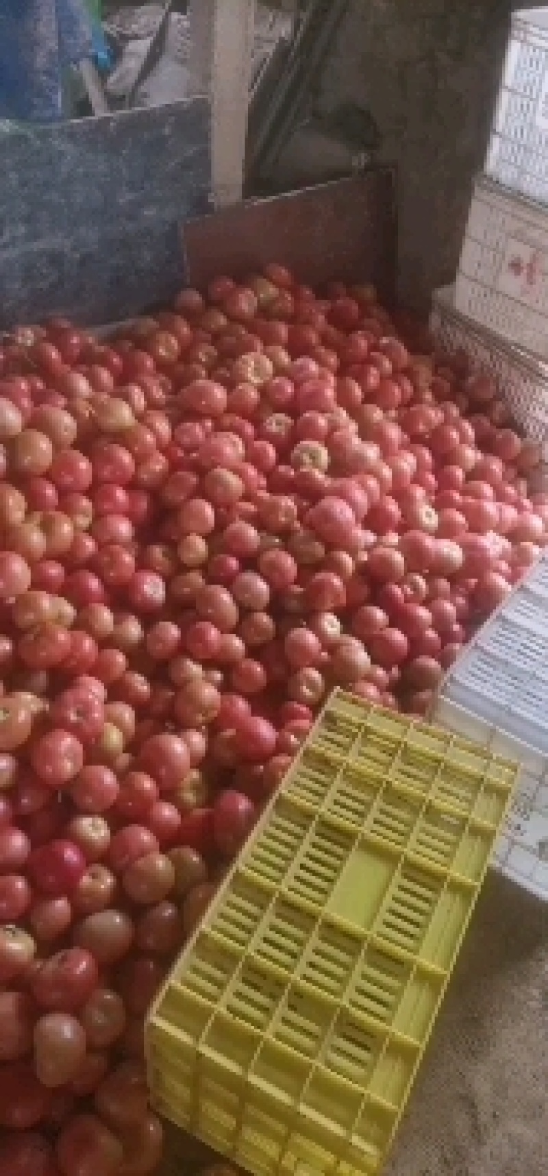 售富硒西红柿硬粉西红柿新鲜无公害蔬菜西红柿一手货源