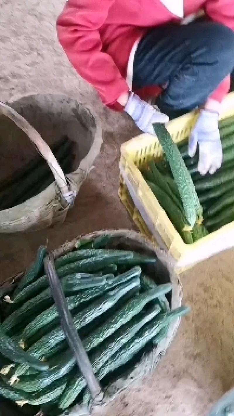 售富硒西红柿硬粉西红柿新鲜无公害蔬菜西红柿一手货源