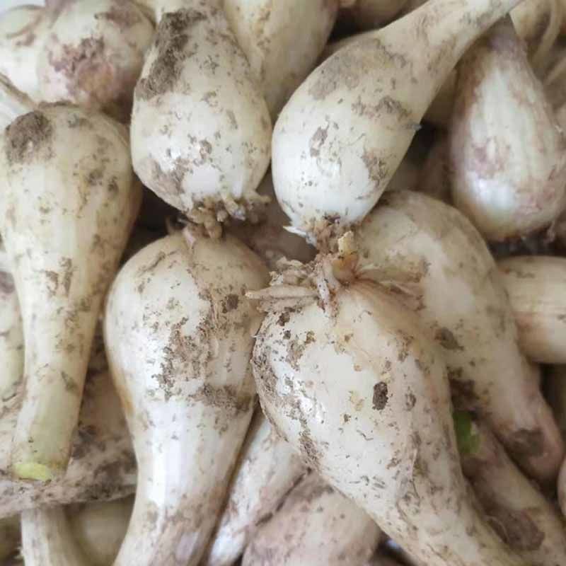 荞头种子蔬菜种子茭头种子农家荞头种子蕌头荞头种子可吃可种