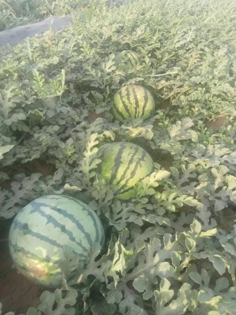 西瓜