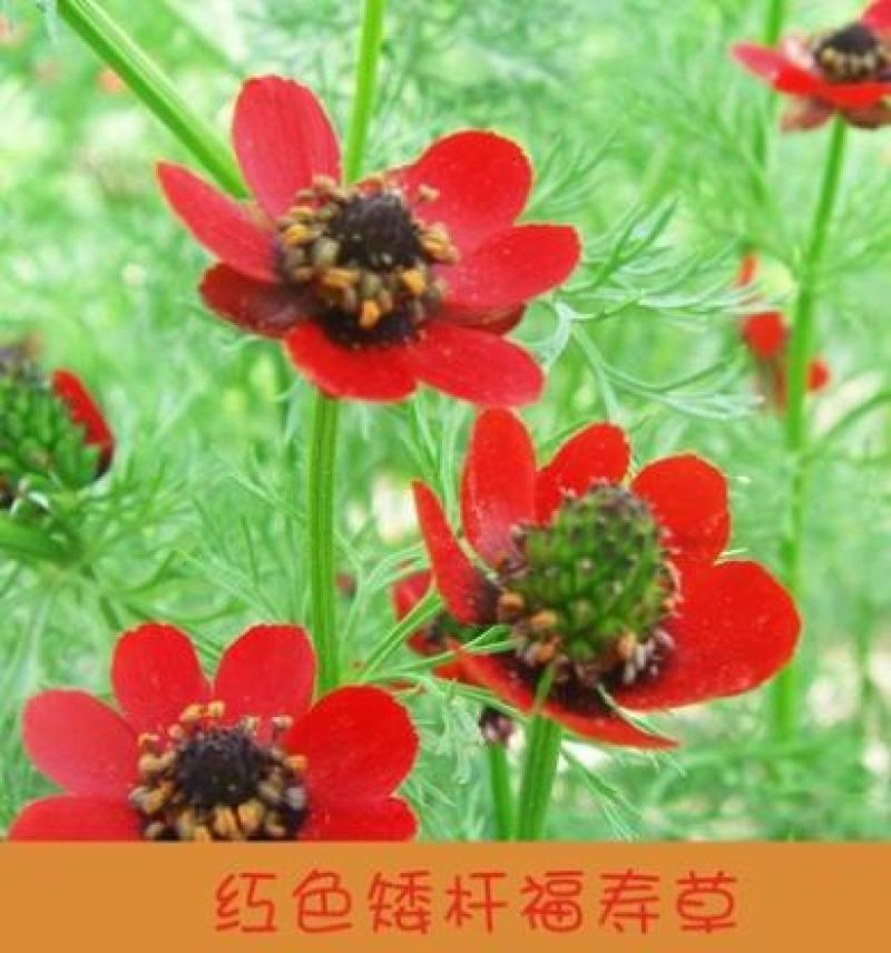 福寿花花卉种子阳台庭院种植花种子四季易种植花籽