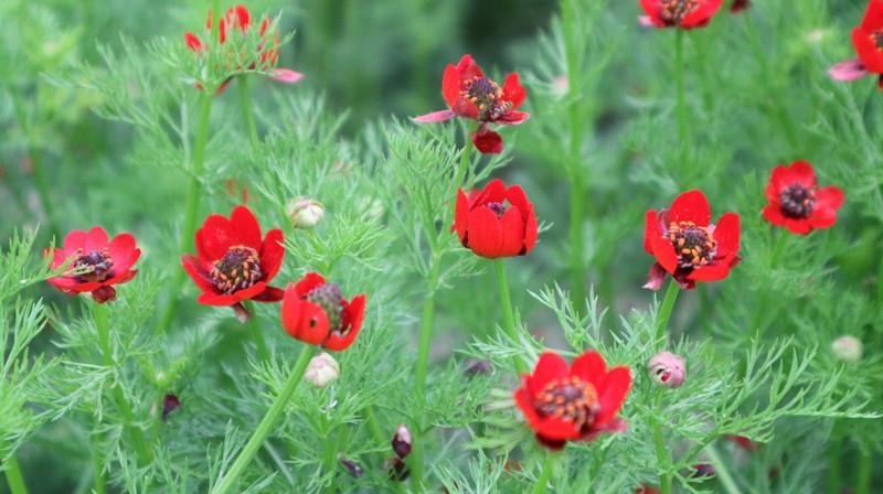 福寿花花卉种子阳台庭院种植花种子四季易种植花籽