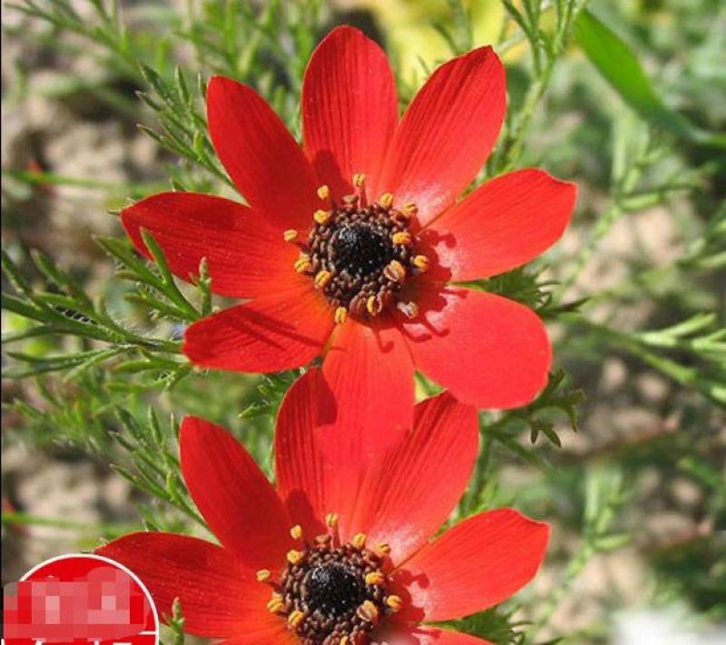 福寿花花卉种子阳台庭院种植花种子四季易种植花籽