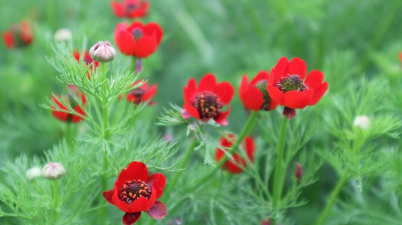福寿花花卉种子阳台庭院种植花种子四季易种植花籽