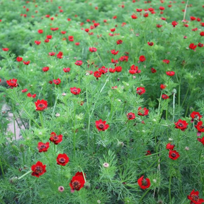 福寿花花卉种子阳台庭院种植花种子四季易种植花籽