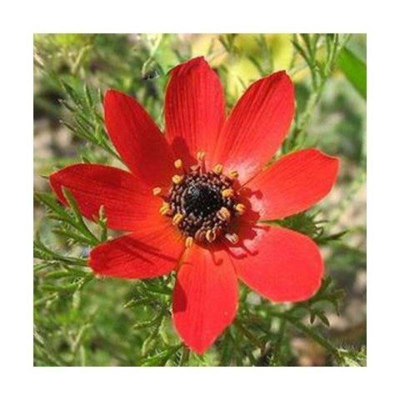 福寿花花卉种子阳台庭院种植花种子四季易种植花籽
