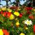 福寿花花卉种子阳台庭院种植花种子四季易种植花籽