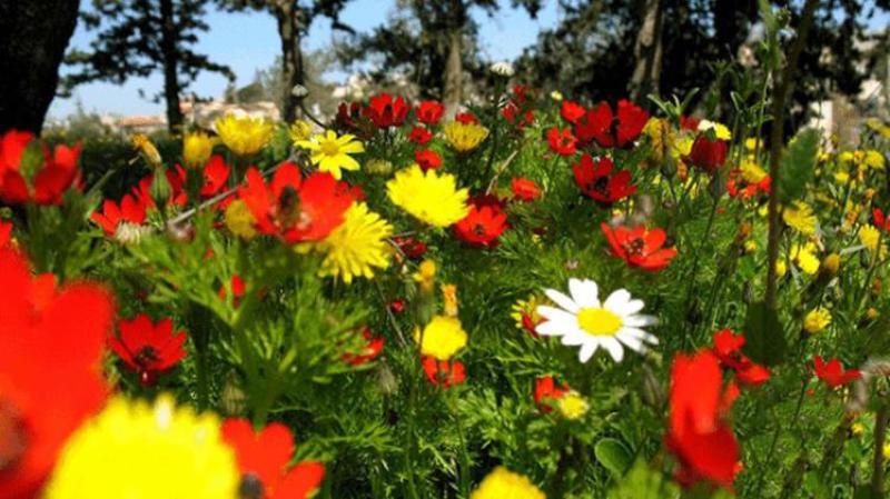 福寿花花卉种子阳台庭院种植花种子四季易种植花籽