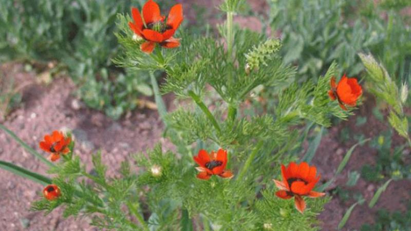 福寿花花卉种子阳台庭院种植花种子四季易种植花籽