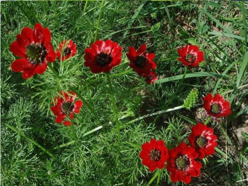 福寿花花卉种子阳台庭院种植花种子四季易种植花籽