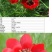 福寿花花卉种子阳台庭院种植花种子四季易种植花籽