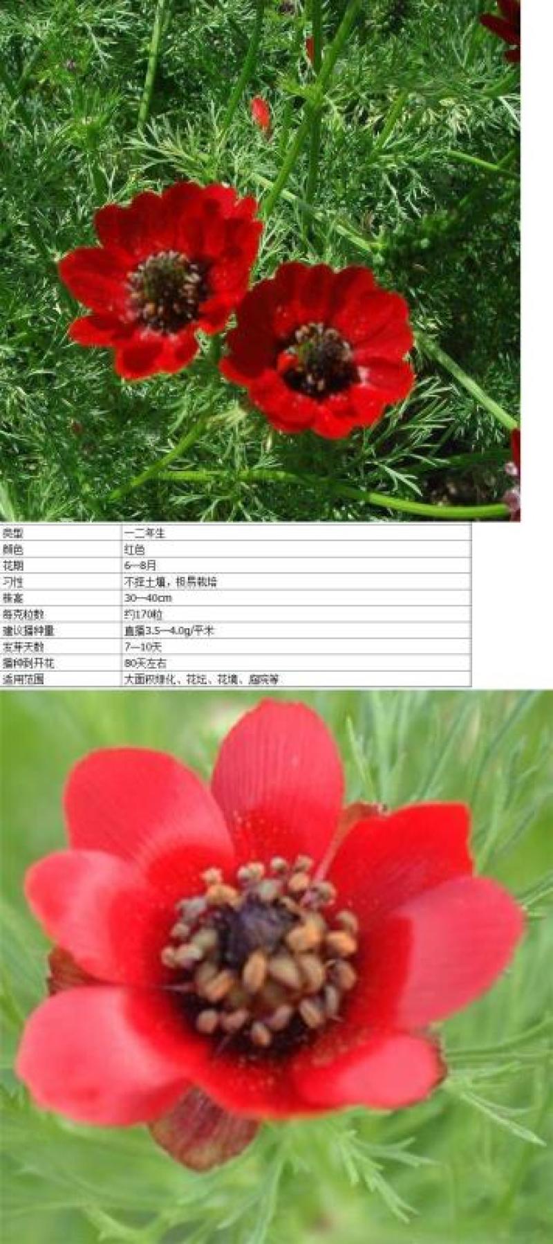 福寿花花卉种子阳台庭院种植花种子四季易种植花籽