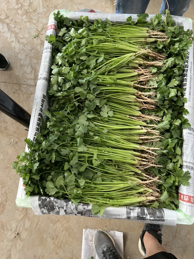 精品香菜泡沫箱装诚信合作欢迎客户来电咨询采购